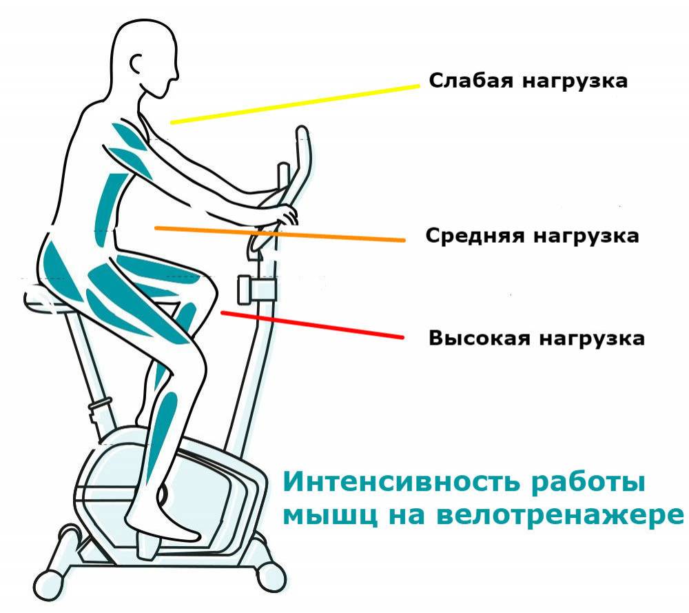 Тренажер велосипед какие мышцы тренирует