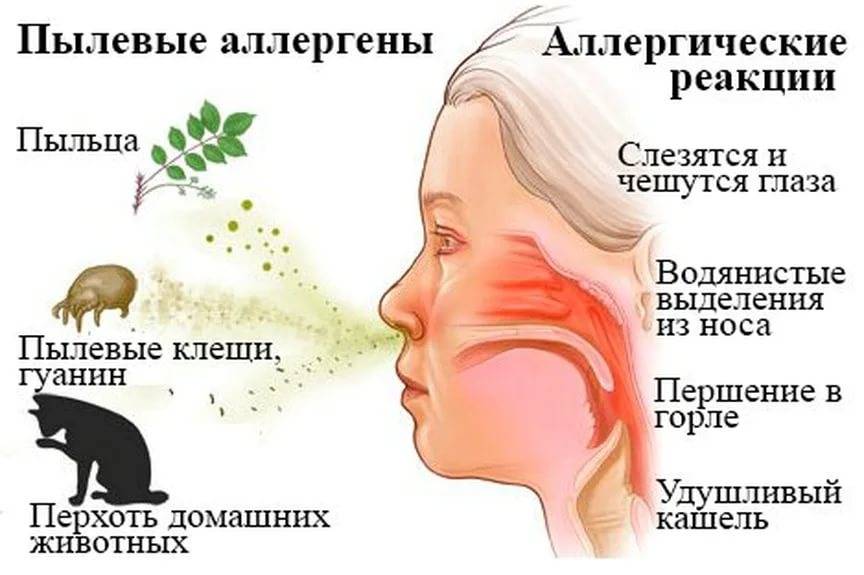 Использование очистителя воздуха для борьбы с аллергией и бронхиальной астмой