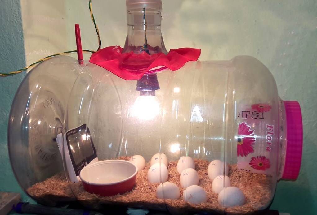 Как сделать инкубатор для яиц своими руками в домашних условиях