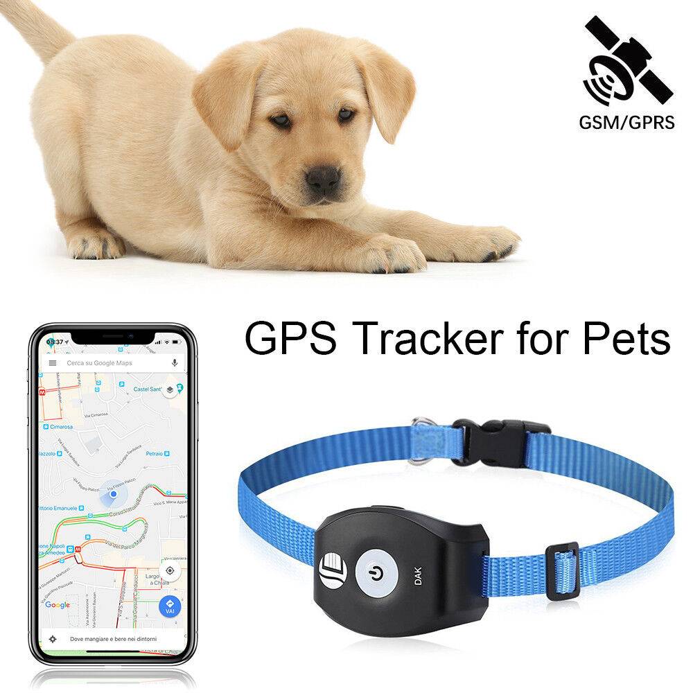 Gps трекер для собак и кошек - рейтинг ошейников для животных с gps