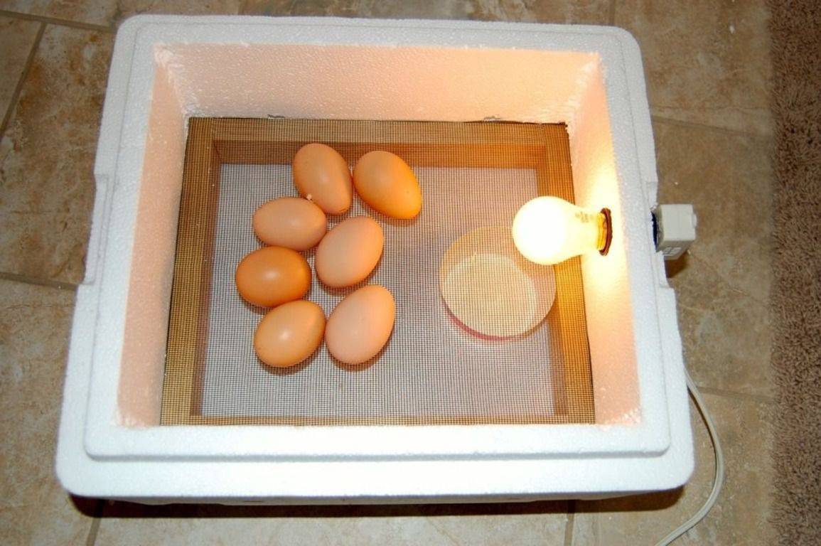 Как сделать инкубатор для яиц в домашних условиях