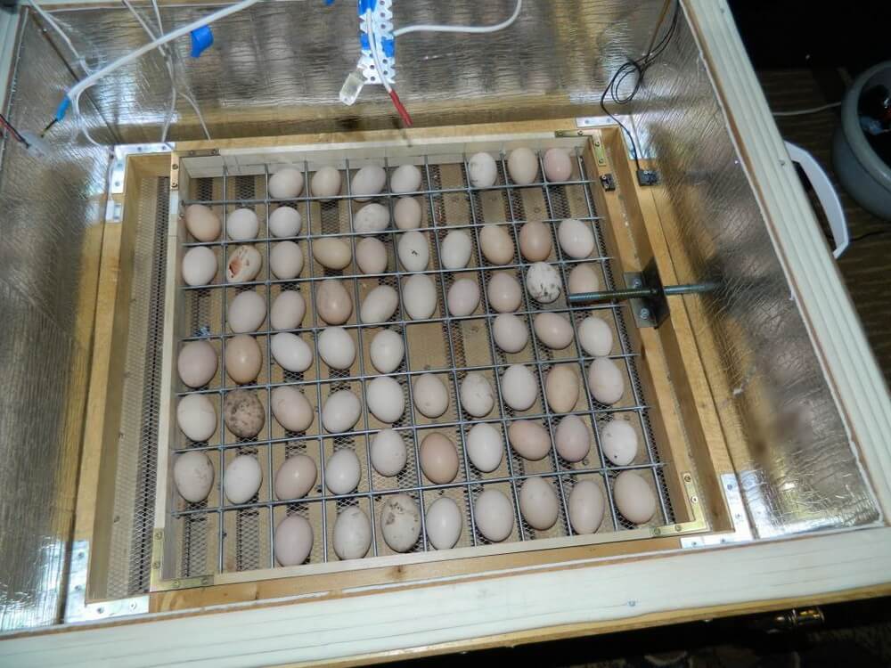 Инкубатор для яиц своими руками: схема и описание, инструкция, фото