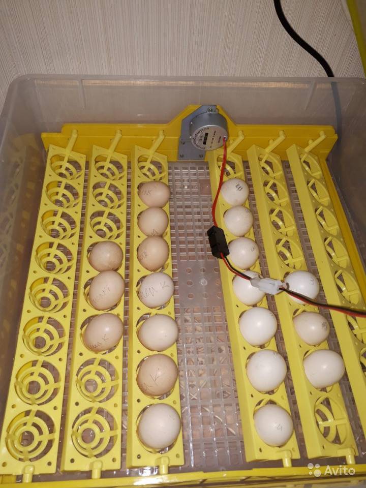 Домашний инкубатор своими руками, способы сделать лотки с автоматизированным устройством переворота яиц